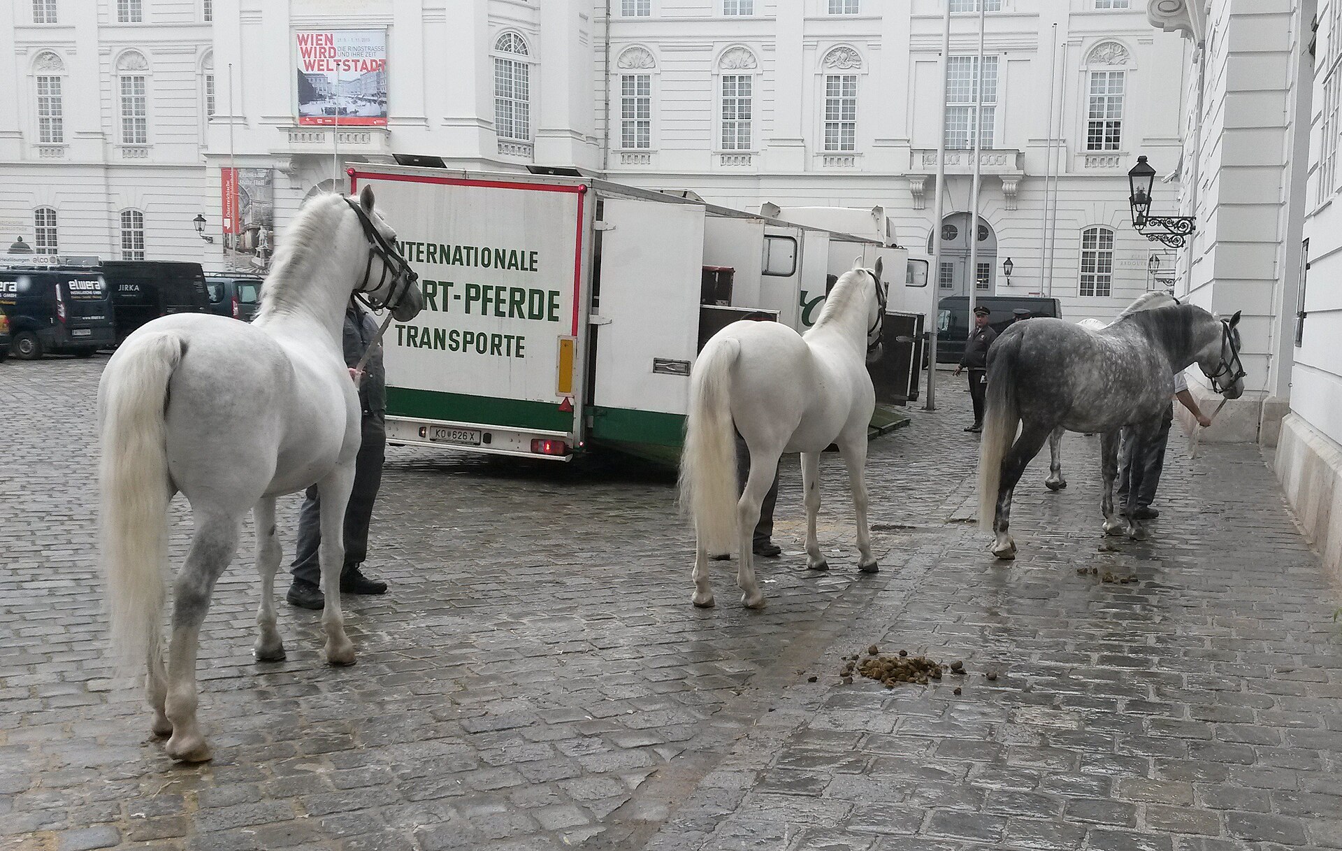 Lipizzaner horses outside the riding school