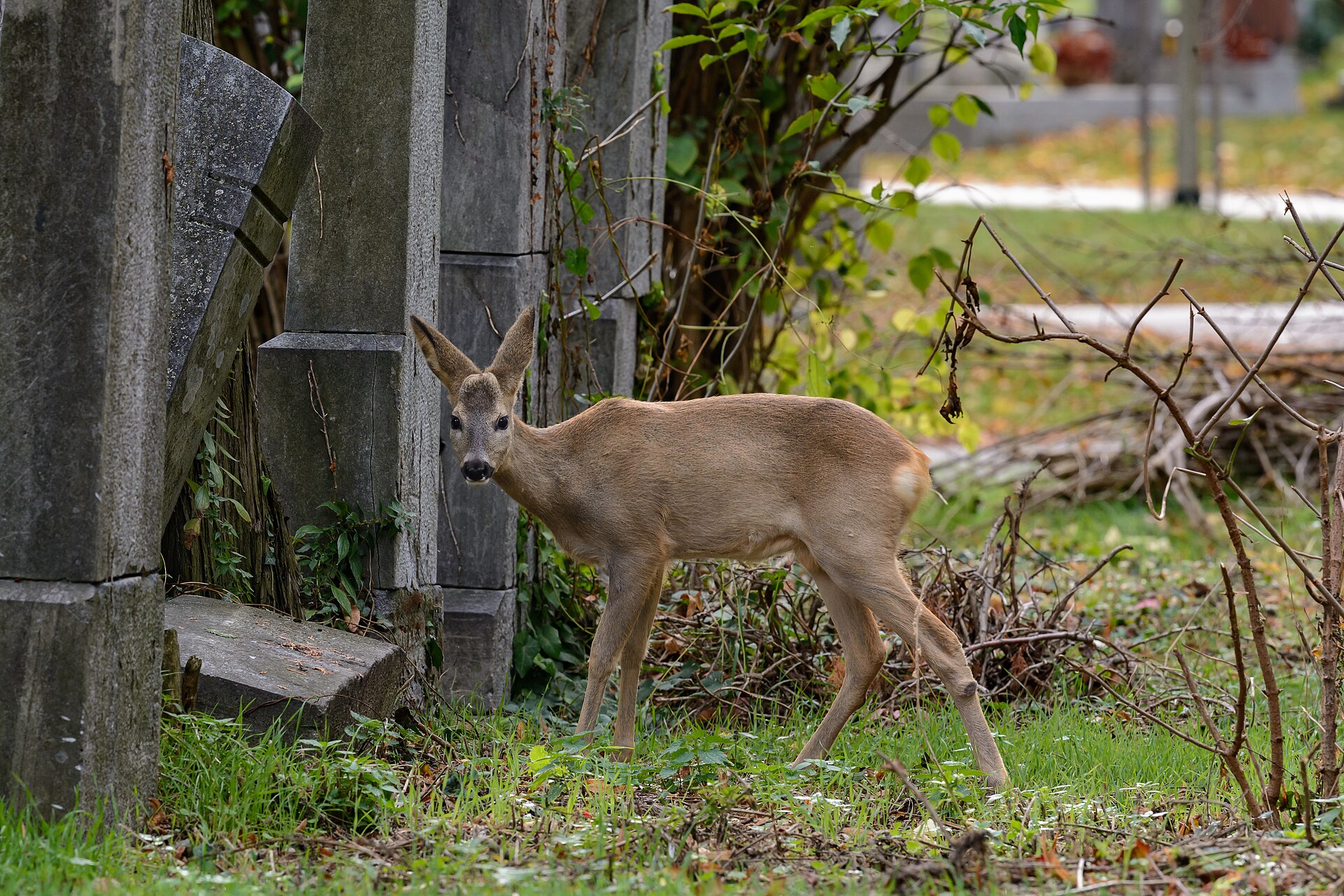 A roe deer in the Zentralfriedhof